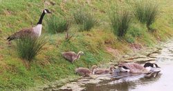 040610goslings.jpg