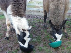 Geldings2012043.jpg