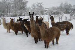 Llamasinsnow_000.jpg