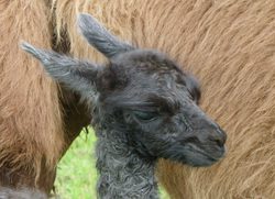 LongMegbaby10thJuly2012011b.jpg