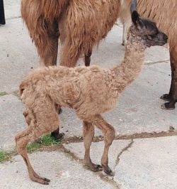 Tenburycria20104.jpg